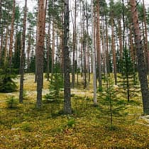галерея