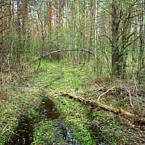 галерея