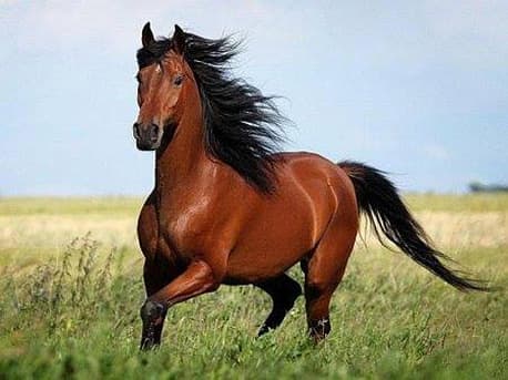 Забег Трейл «Izumrud Horse Trail»