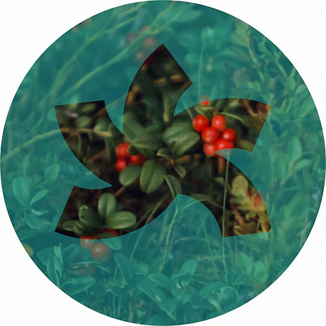 Забег Фестиваль горного бега «Ялгора UpHill»